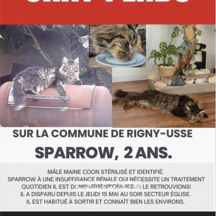 Photo 1/1 Chat retrouvé Perdu à Rigny Usse