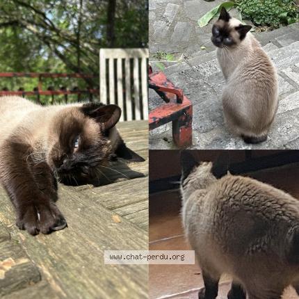 Photo 1/1 Goa Chat perdu à Sainte genevieve des bois