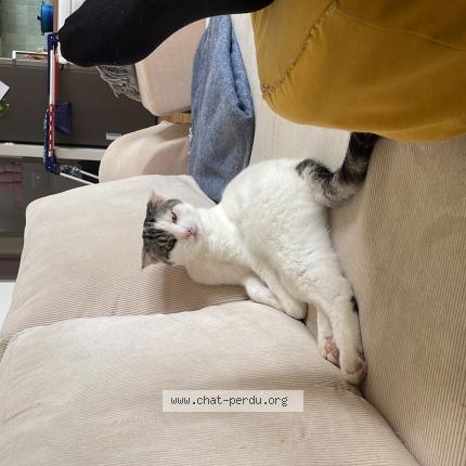 Photo de chat perdu à Caluire Et Cuire