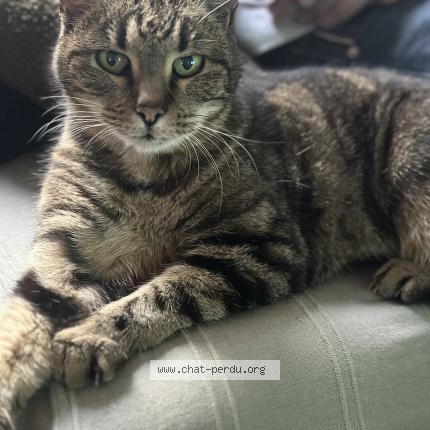 Photo 1/1 Malo Chat perdu à Limoges