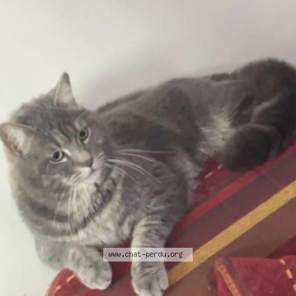 Photo de chat perdu à Paillencourt