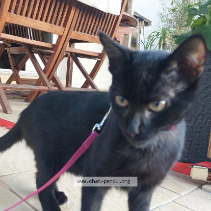 Photo 1/1 Duchesse Chat perdu à Bains sur oust