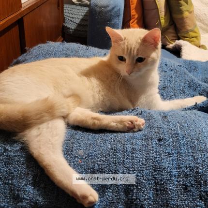 Photo 1/1 Chat retrouvé Perdu à Paris
