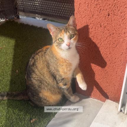 Photo de chat perdu à Gaillon