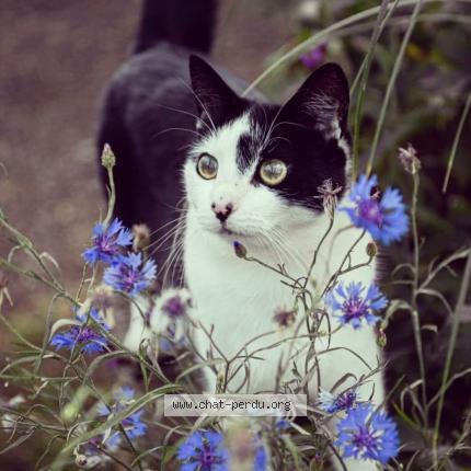 Photo de chat perdu à Athis De L Orne