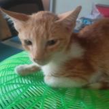 Photo de chat perdu à Guiguinto