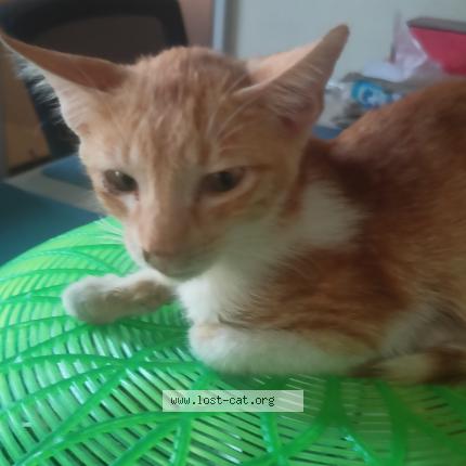 Photo 1/1 Beelzebub Chat perdu à Guiguinto