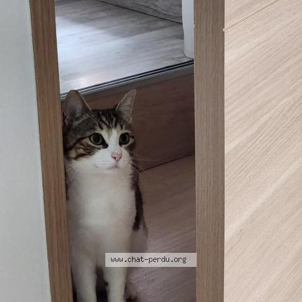 Photo 1/1 Chat retrouvé Perdu à Belloy En France