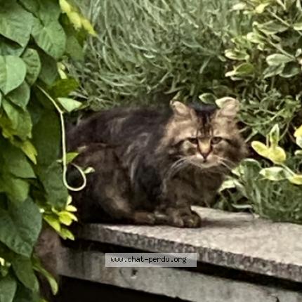 Photo 1/1 Chat retrouvé Perdu à Puteaux