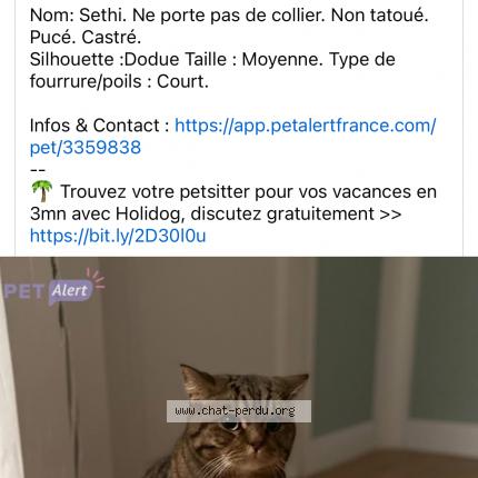 Photo de chat perdu à Bussy Saint Martin