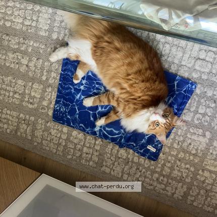 Photo de chat perdu à Argenteuil