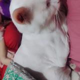 Photo de chat perdu à Lahore