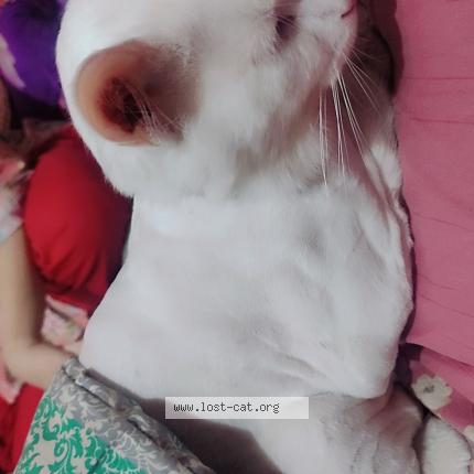 Photo 1/1 Amna Hussain Chat perdu à Lahore