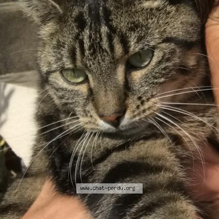 Photo de chat perdu à Ondres