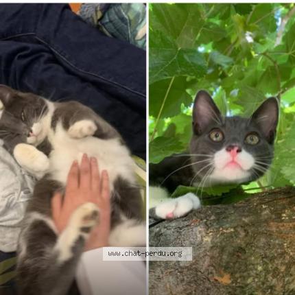 Photo de chat perdu à Fayence