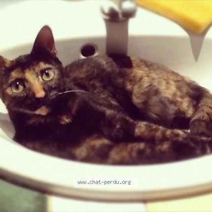 Photo 1/1 Mimine Chat perdu à Le cannet