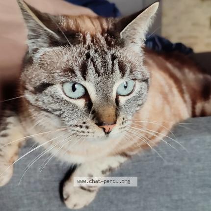 Photo 1/1 Chat retrouvé Perdu à Maillezais