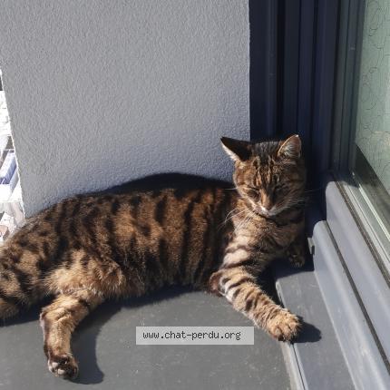 Photo de chat perdu à Deyvillers