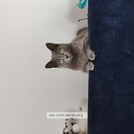 Photo de chat perdu à La Londe Les Maures