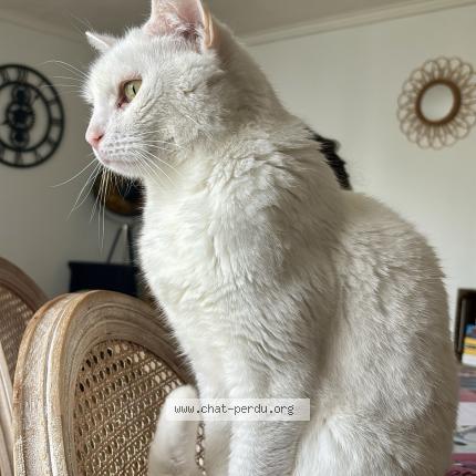 Photo 1/1 Mikky Chat perdu à Meaux