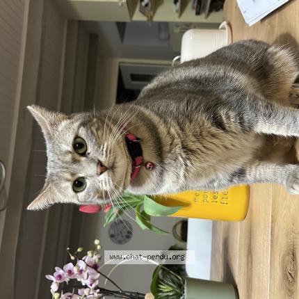 Photo 1/1 Katy Chat perdu à Berne