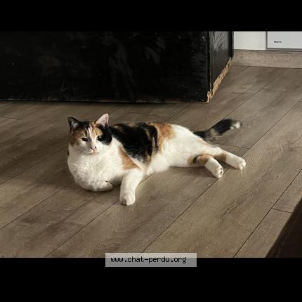 Photo 1/1 Chat retrouvé Perdu à Serrieres de briord