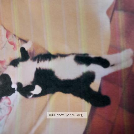 Photo 1/1 Félix Chat perdu à Jesus