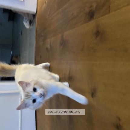 Photo 1/1 Chat retrouvé Perdu à Perigueux