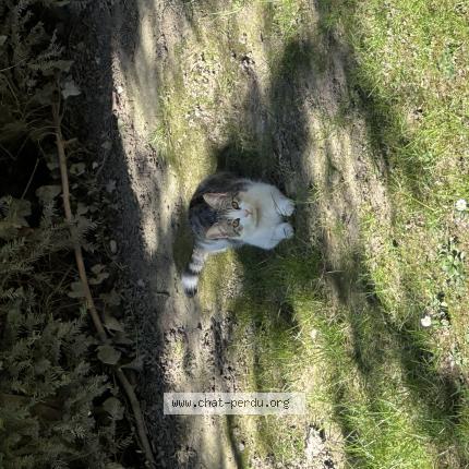 Photo 1/1 Chat retrouvé Perdu à Roubaix