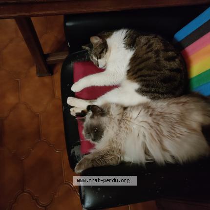 Photo 1/1 Misou Chat perdu à Champigneulles