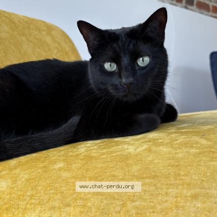 Photo de chat perdu à Avelin