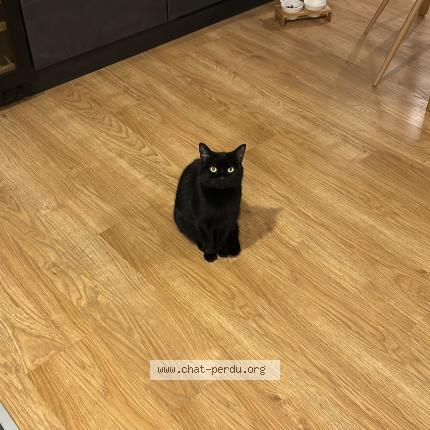 Photo de chat perdu à Maisons Alfort