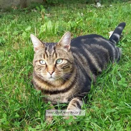 Photo de chat perdu à Etain