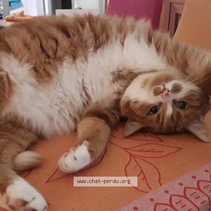 Photo 1/1 Chat retrouvé Perdu à Cernay Les Reims