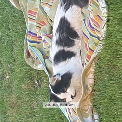 Photo de chat perdu à Balzac