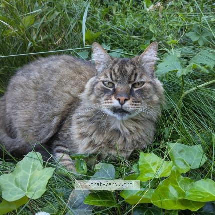 Photo 1/1 Chat retrouvé Perdu à Cugnaux