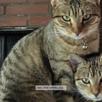 Photo 1/1 Zoé Chat perdu à Andoins