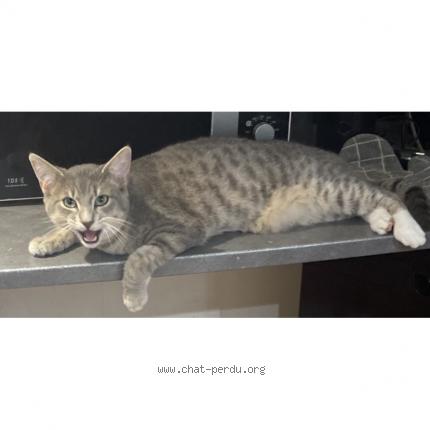 Photo 1/1 Chat retrouvé Perdu à Amiens