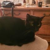 Photo de chat perdu à Le Mans