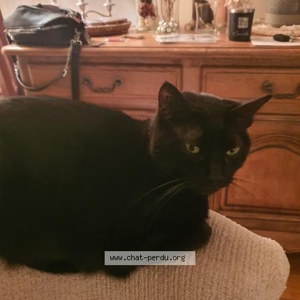 Photo 1/1 Chat retrouvé Perdu à Le mans