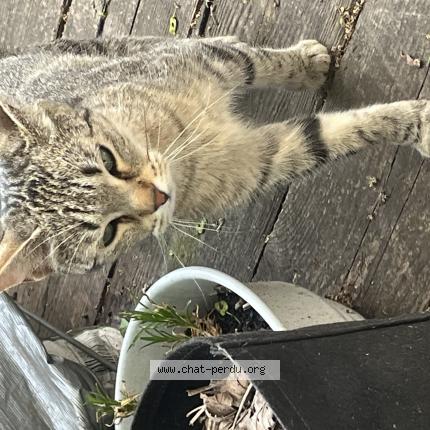 Photo de chat trouvé à Reims