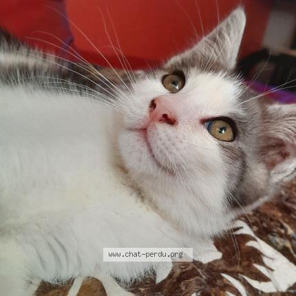 Photo de chat perdu à Asnieres Sur Seine
