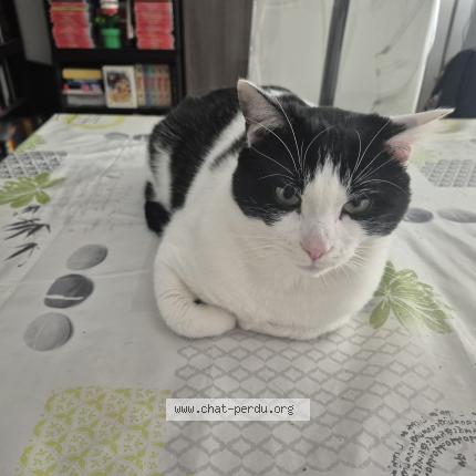 Photo 1/1 Chat retrouvé Perdu à Torcy