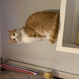 Photo de chat perdu à Santec