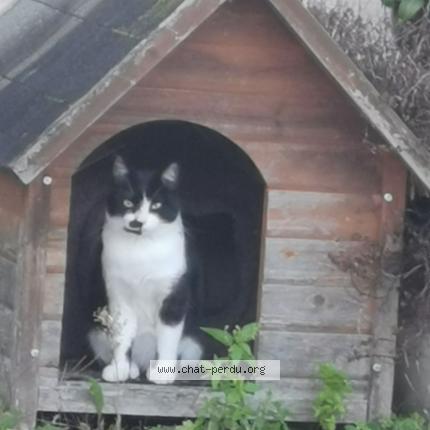 Photo 1/1 Chat retrouvé Perdu à Olivet