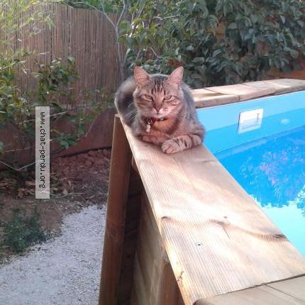 Photo 1/1 Mimy Chat perdu à La moutonne