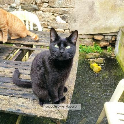 Photo 1/1 Salem Chat perdu à Roussay