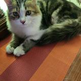 Photo de chat perdu à Islamabad