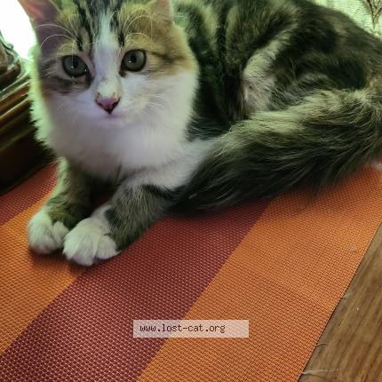 Photo 1/1 Faraz Chat perdu à Islamabad