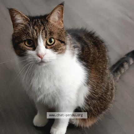 Photo 1/2 Chat retrouvé Perdu à Toulouse